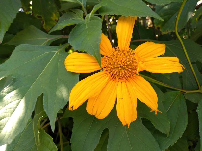 img_20181021_161541020