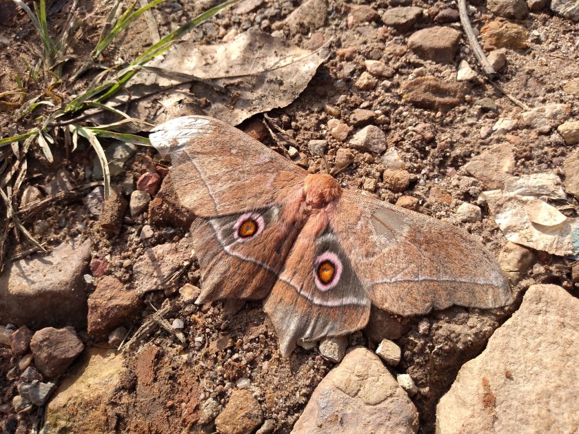 img_20181102_084419248