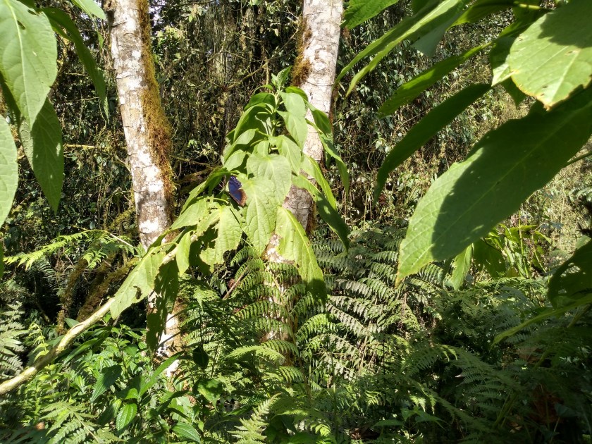 img_20190127_162809853_hdr-1